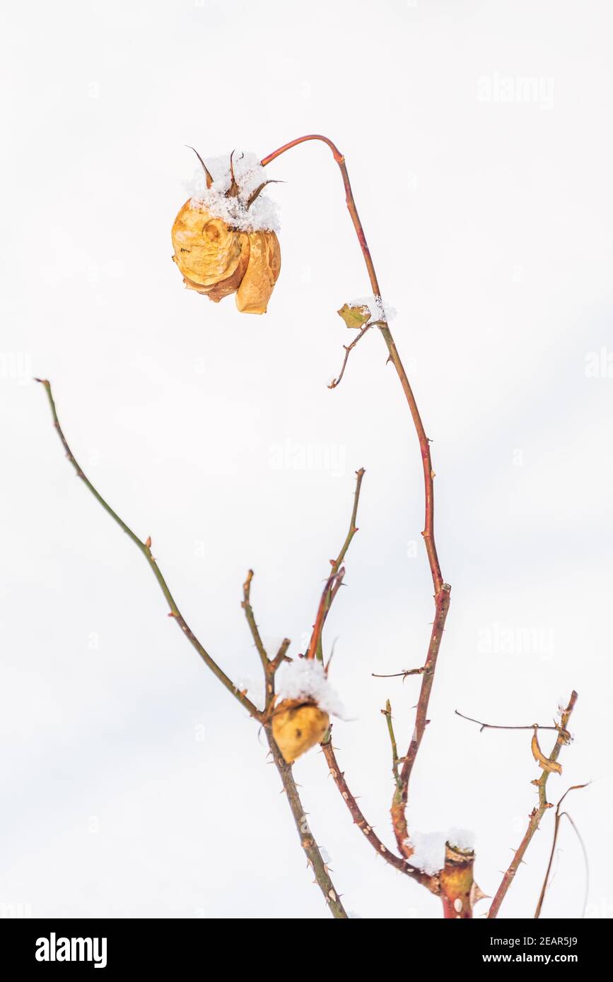Eine gelb getrocknete Rose vor dem Hintergrund eines verschneiten Hügels. Winter abstrakt, Anti-Valentinstag Thema - Landschaft mit einer einzigen Blume und Schnee. Stockfoto