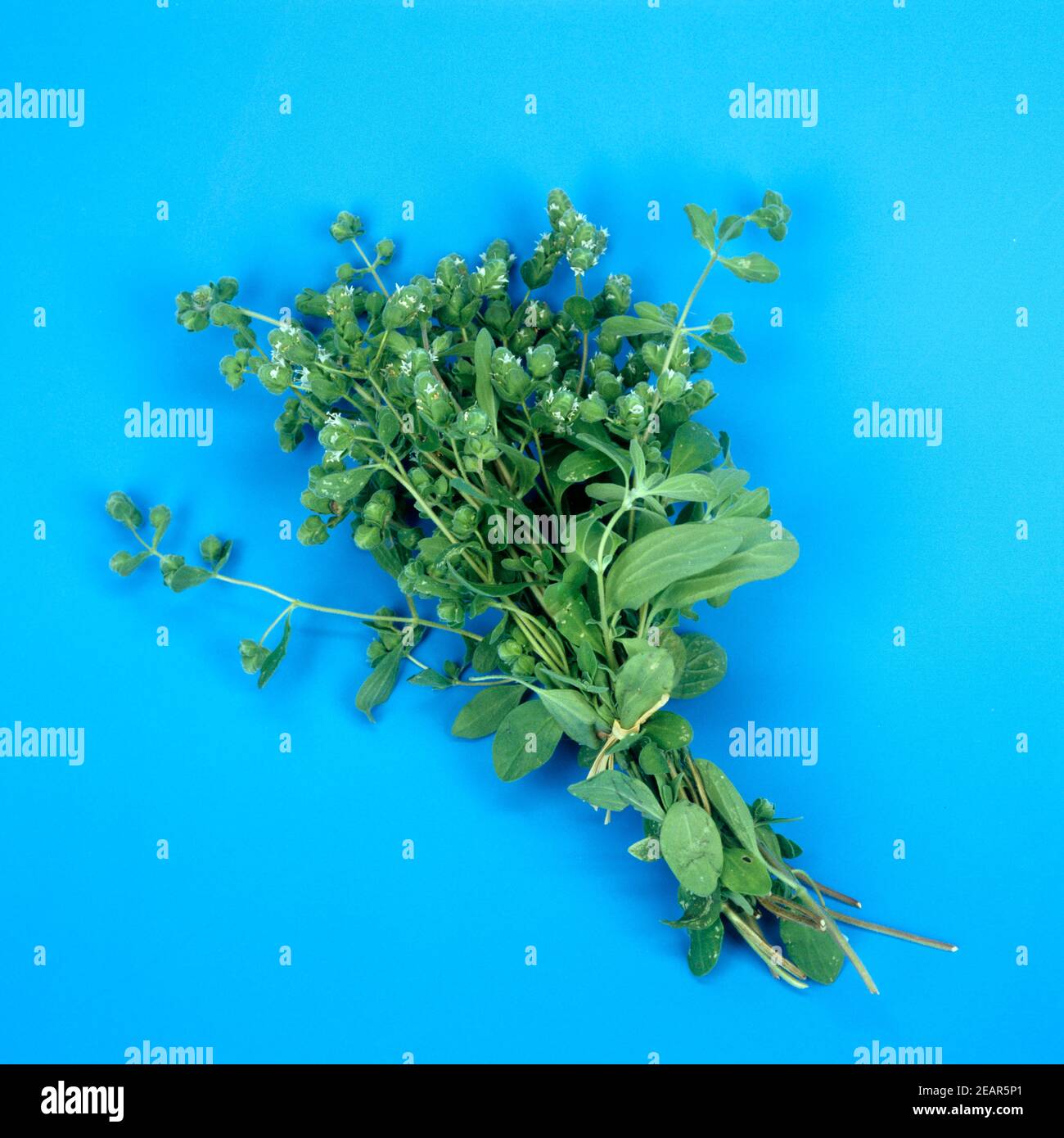 Kra Uterpflanze Stockfotos und -bilder Kaufen - Alamy