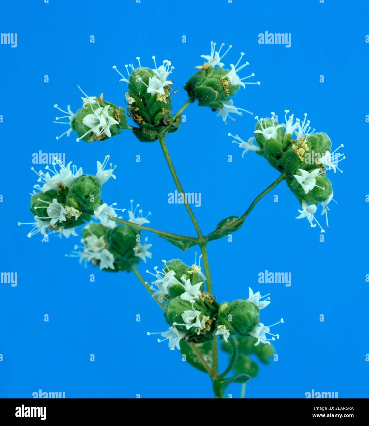 Majoranbluete Stockfoto