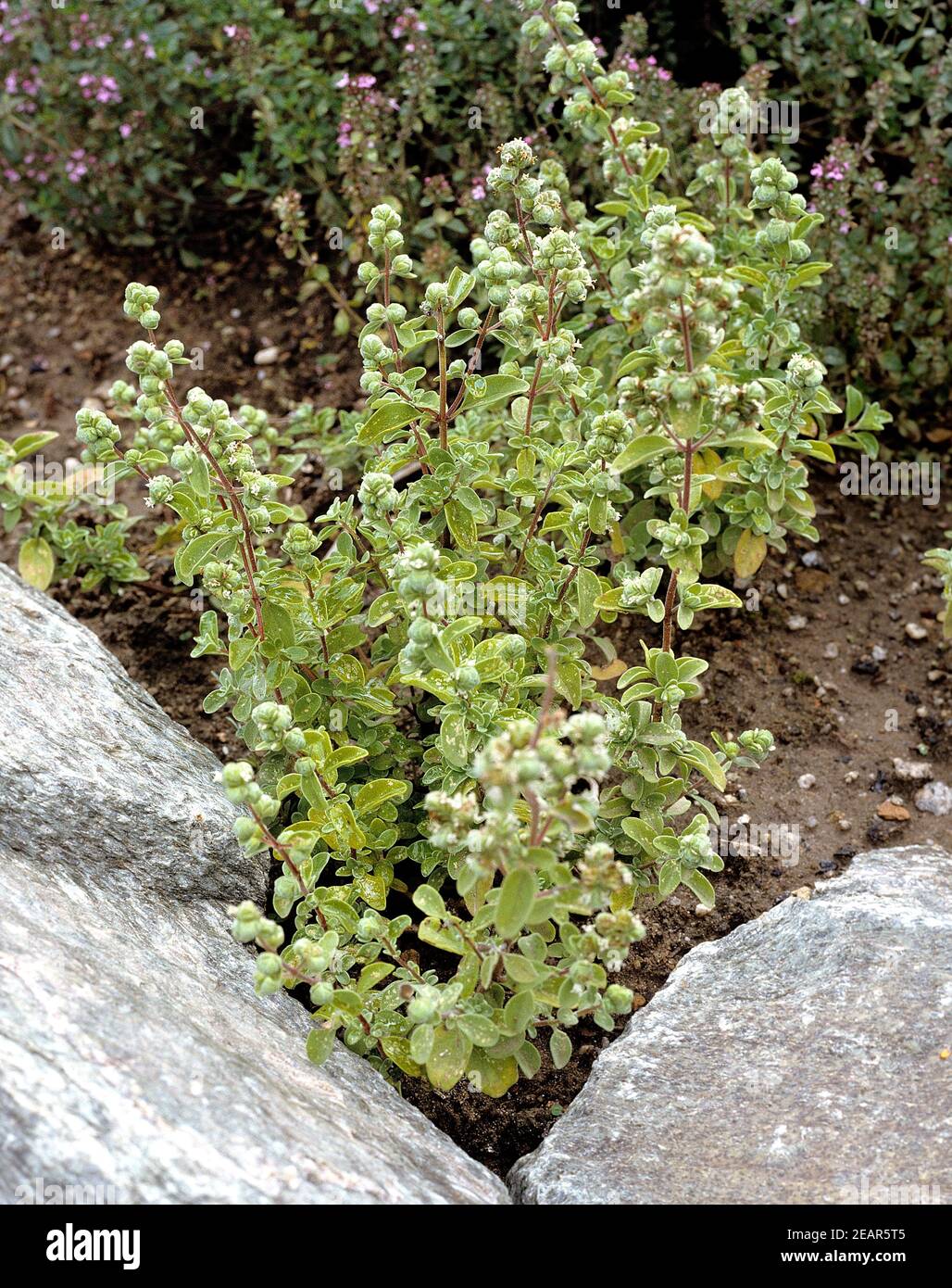 Majoran, Origanum majorana, Heilpflanze, Küchenkraut, Gewürzkraut, Gartenpflanze Stockfoto