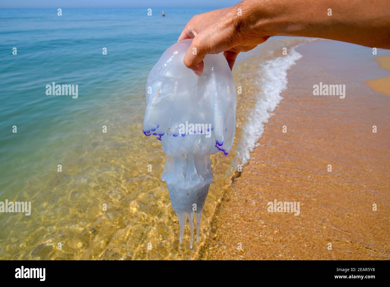 Qualle Rhizostoma Wurzelseil, an das Ufer des Meeres geworfen. Tote Qualle. Qualle in der Hand eines Mannes Stockfoto