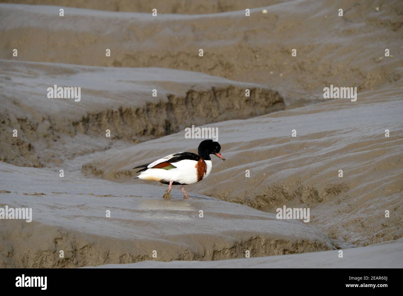 Shellduck (Weibchen) auf Schlammfells in Penclawd, Gower, Wales Stockfoto