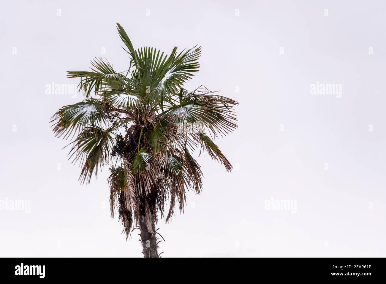 Palme in Southend on Sea, Essex, UK, mit Schnee vom Storm Darcy Stockfoto