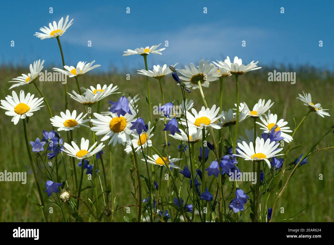 Blumenwiese, Margeriten, Glockenblumen, Stockfoto