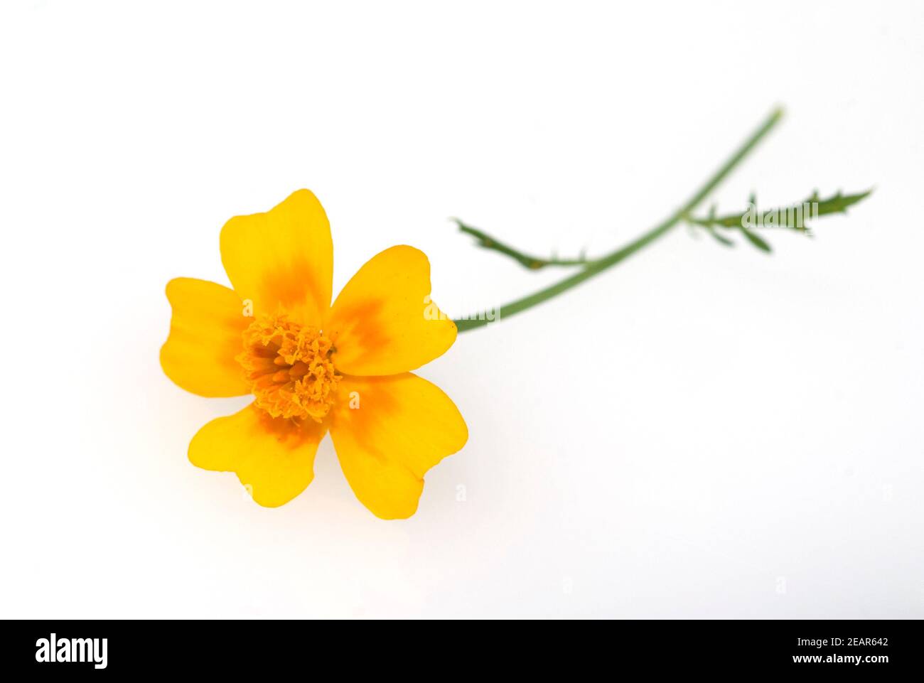 Gewürztage, Tagetes tenuifolia Stockfoto