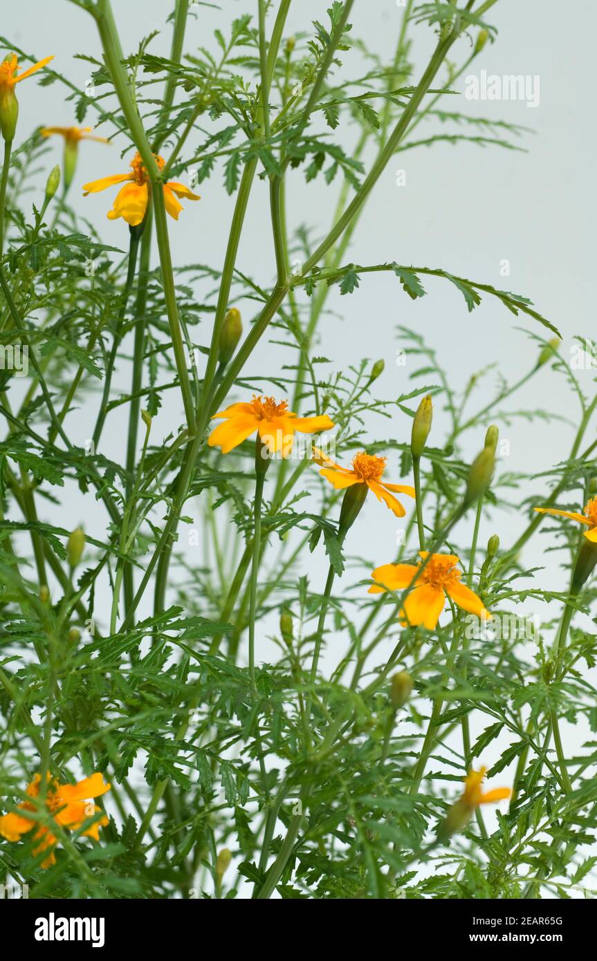 Gewürztage, Tagetes tenuifolia Stockfoto