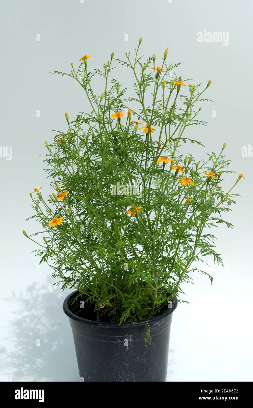 Gewürztage, Tagetes tenuifolia Stockfoto