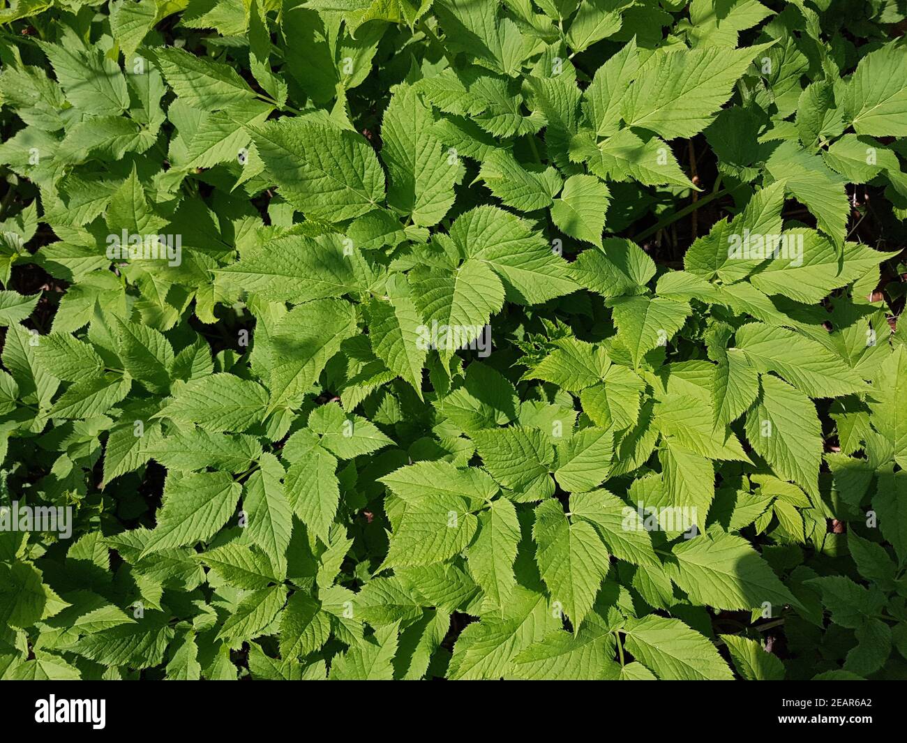 Giersch Aegopodium Podagraria Stockfoto