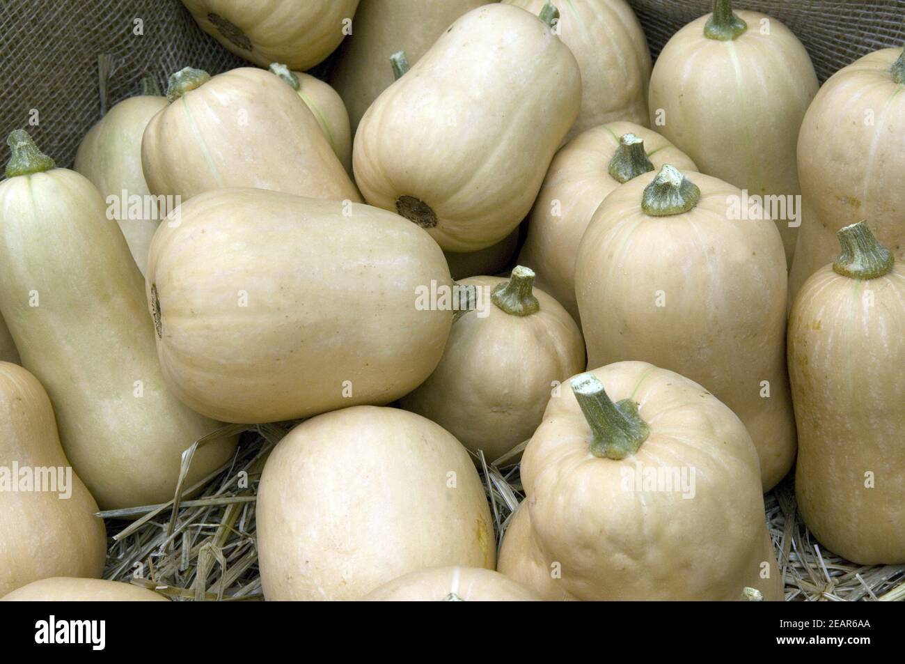 Spezielle Butternut Stockfoto