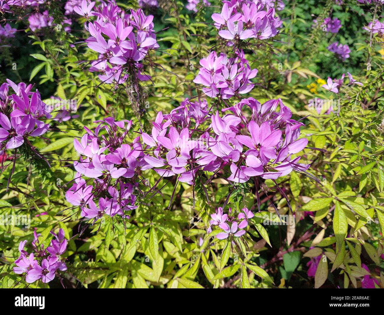 Spinnenblume, cleome, Spinosa Stockfoto