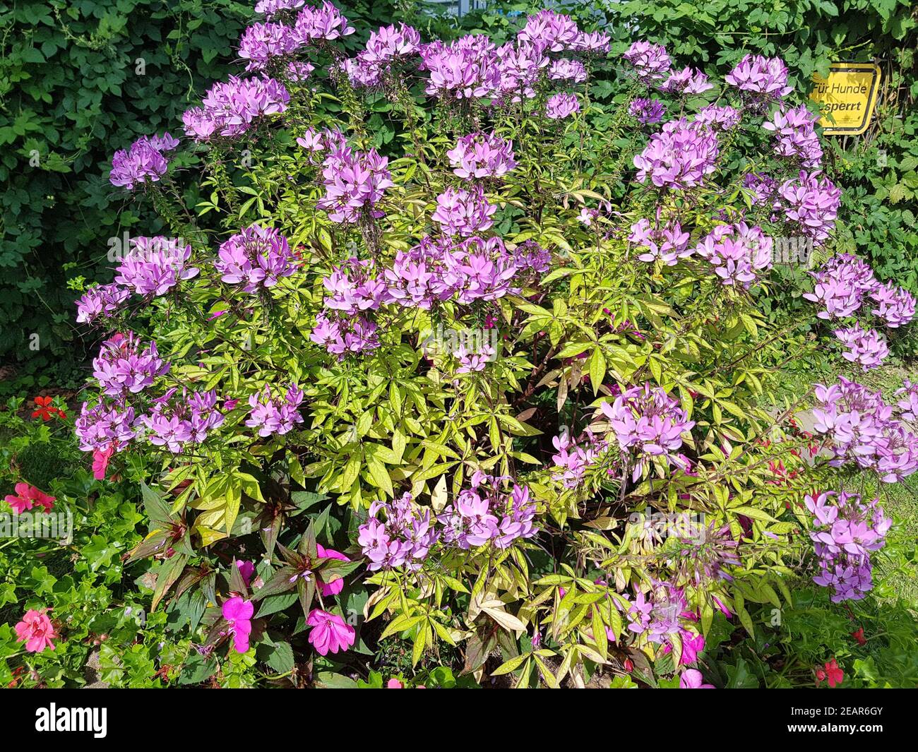 Spinnenblume, cleome, Spinosa Stockfoto