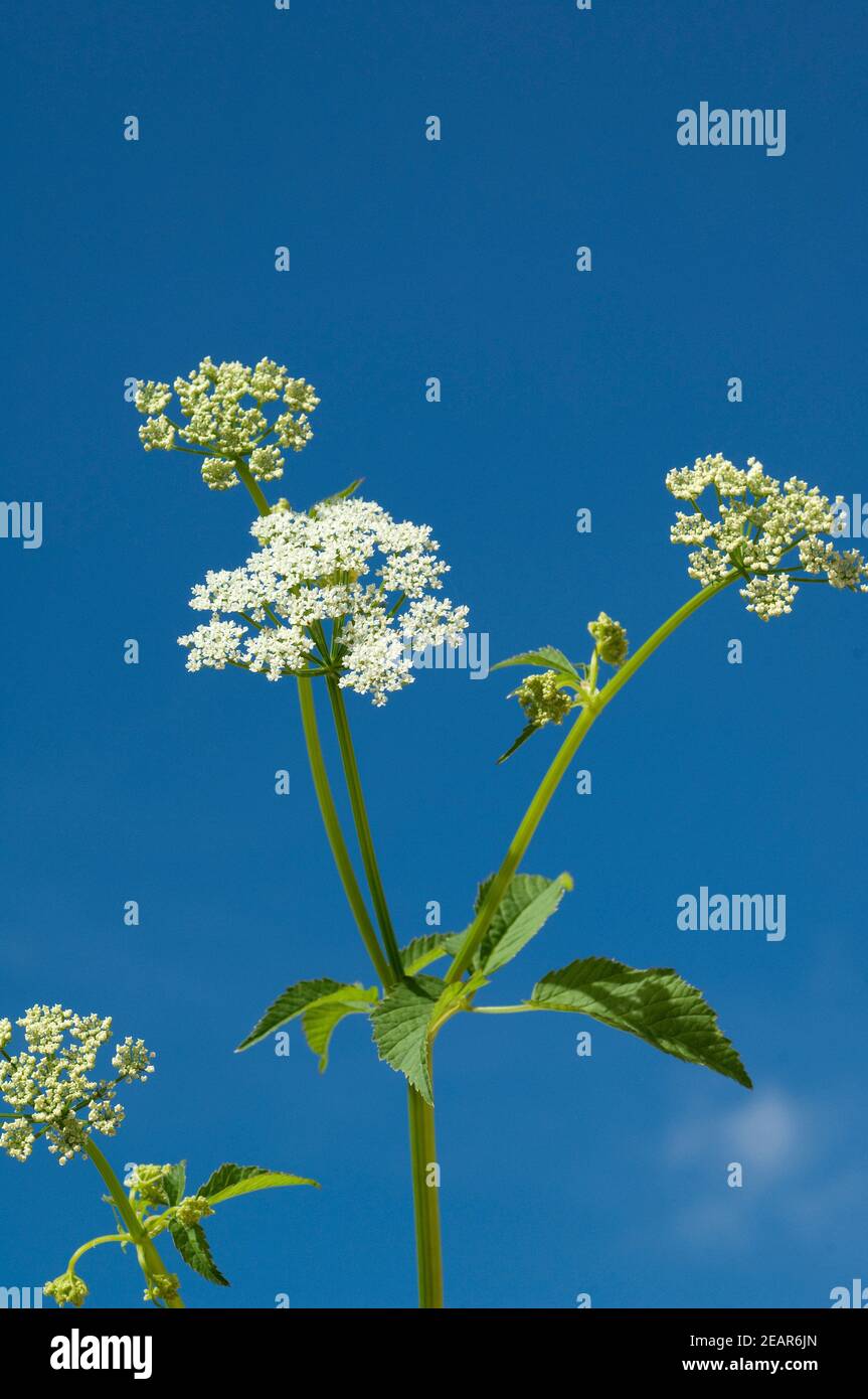 Gierschblueten Stockfoto