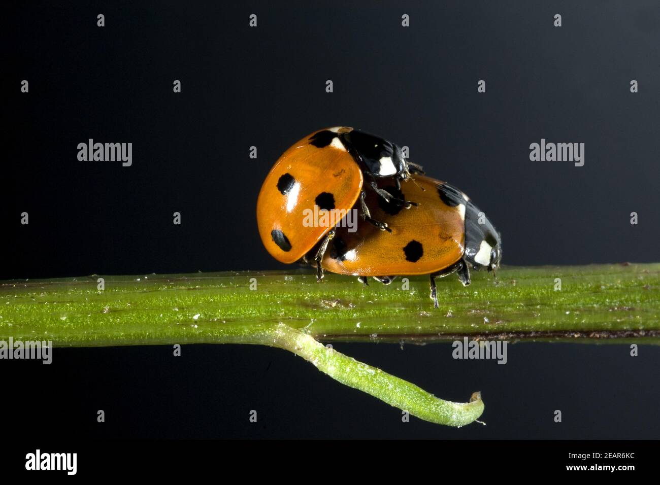 Marienkaefer, Paarung, Paar, Making, Coccinella, semptempunctata Stockfoto