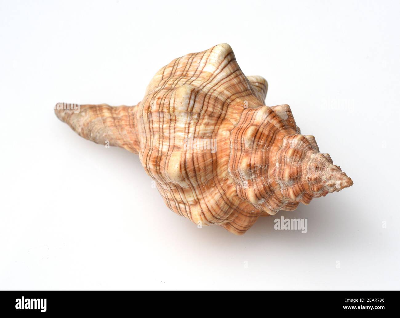 Meeressschnecke, Astraea Stockfoto