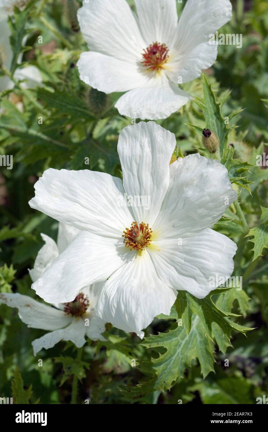 Stachelmohn Argemone platyceras Stockfoto