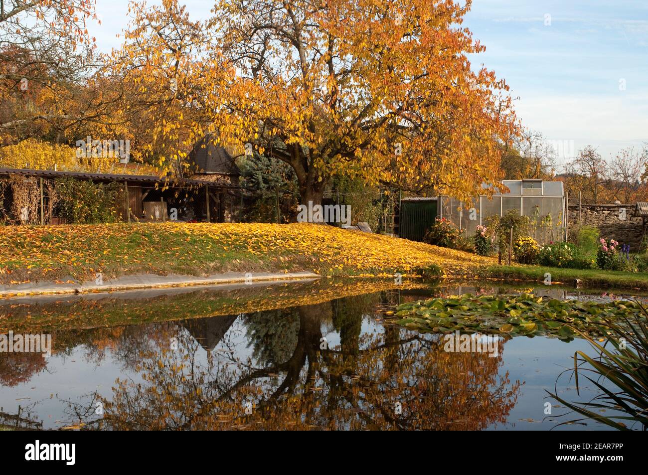 Herbstimpression, Herbst, Teich Stockfoto