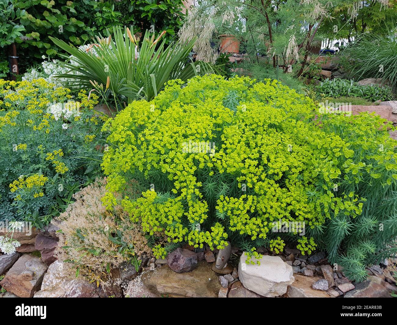 Steingarten, Steppenwolfsmilch, Euphorbia, Seguieriana Stockfoto