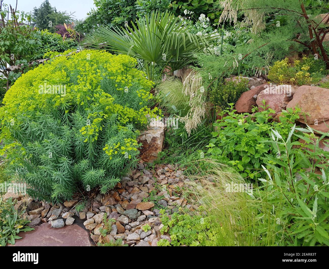 Steingarten, Steppenwolfsmilch, Euphorbia, Seguieriana Stockfoto