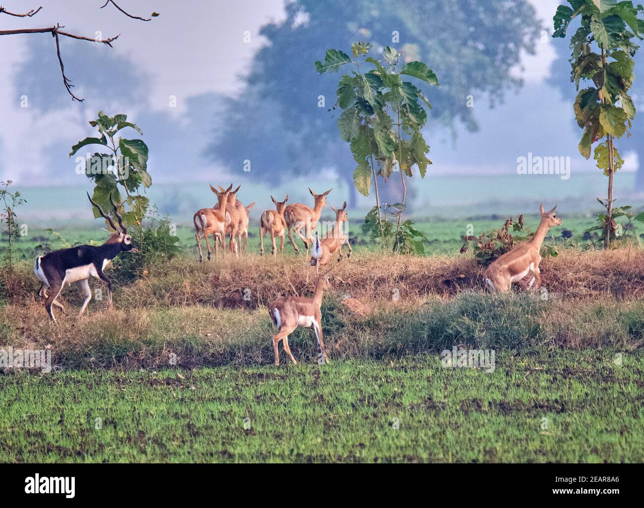 Schwarzbock/Indische Antilope Stockfoto