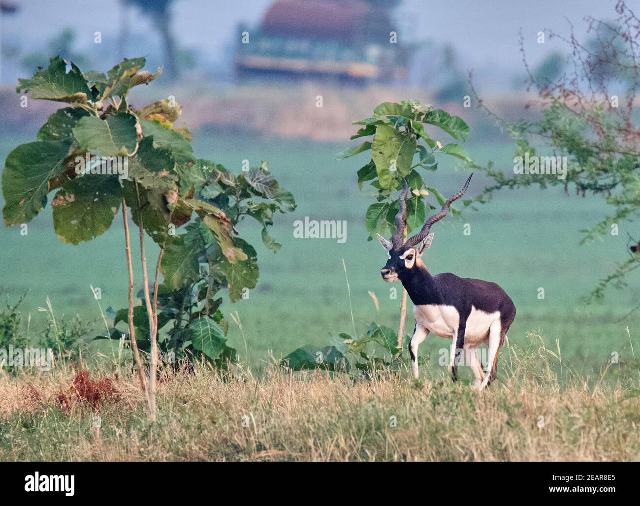 Schwarzbock/Indische Antilope Stockfoto