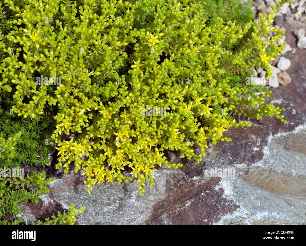 Milder Mauerpfeffer, Sedum sexangulare Stockfoto