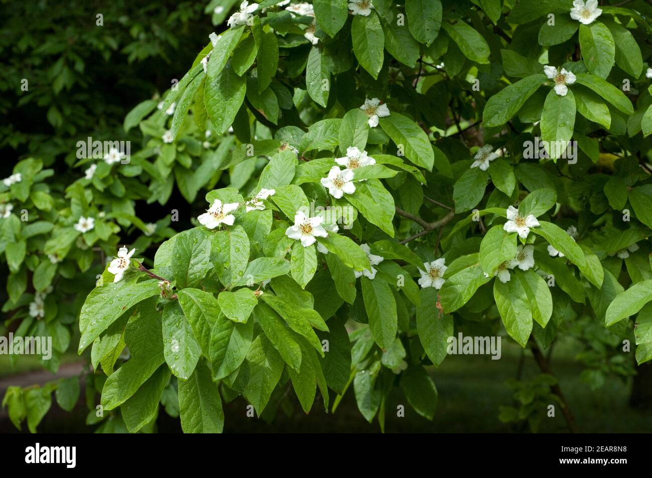 Mispelbluete Stockfoto