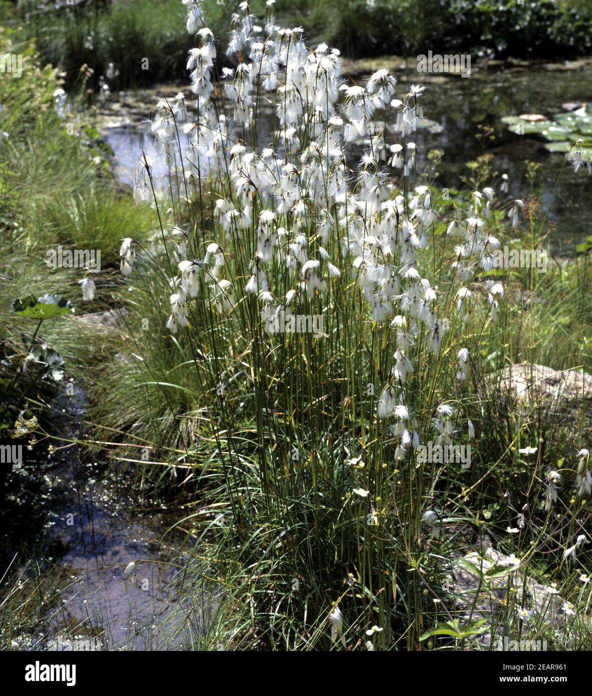 Moor-Wollgras Stockfoto