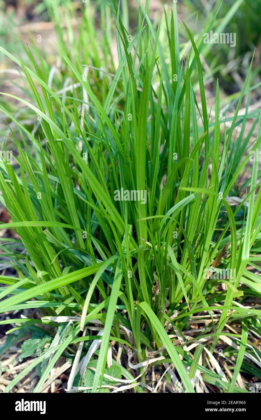Morgensternsegge Carex greyi Stockfoto