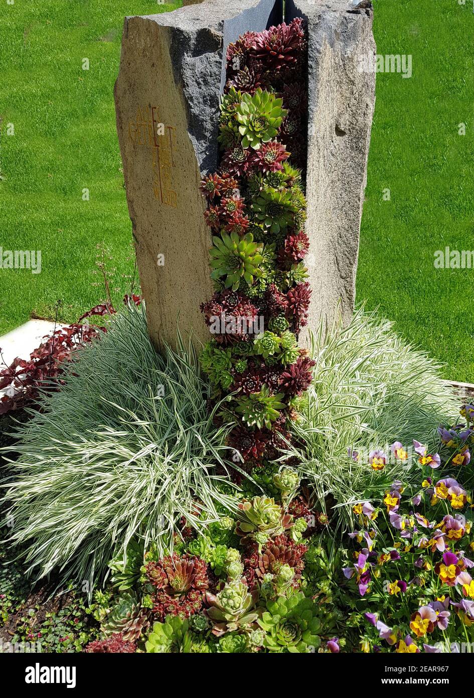 Grabbepflanzung Grabgestaltung, Hauswurz Stockfotografie