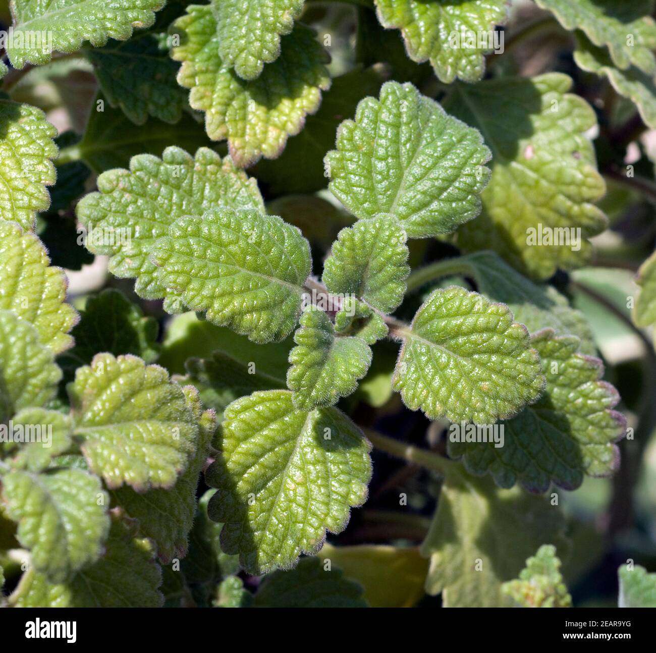 Mottenkönig Plectranthus coleoides Weihrauchpflanze Harfenstrauch Stockfoto