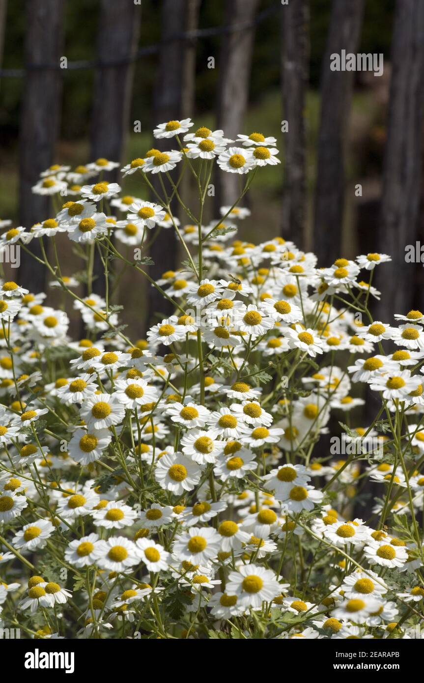 Mutterkraut Tanacetum parthenium Stockfoto