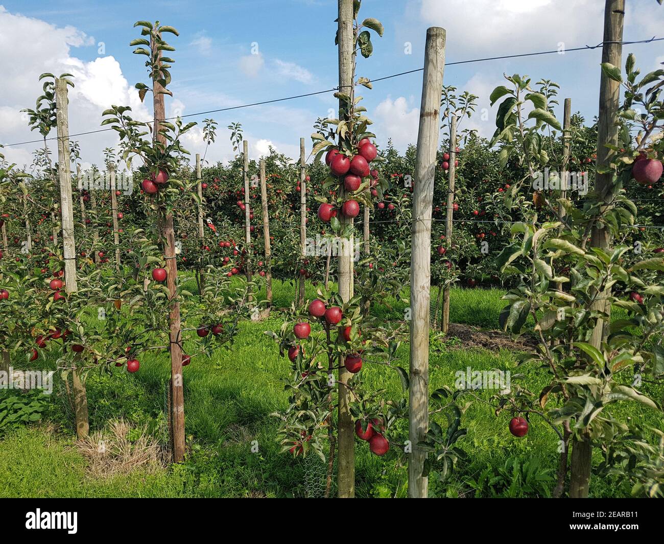 Apfelplantage, Altes Land Stockfoto