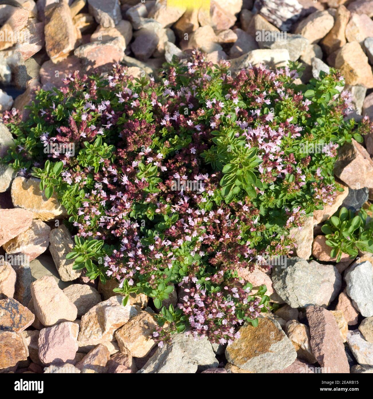 Griechischer Bergorigano, Origanum heracleoticum Stockfoto