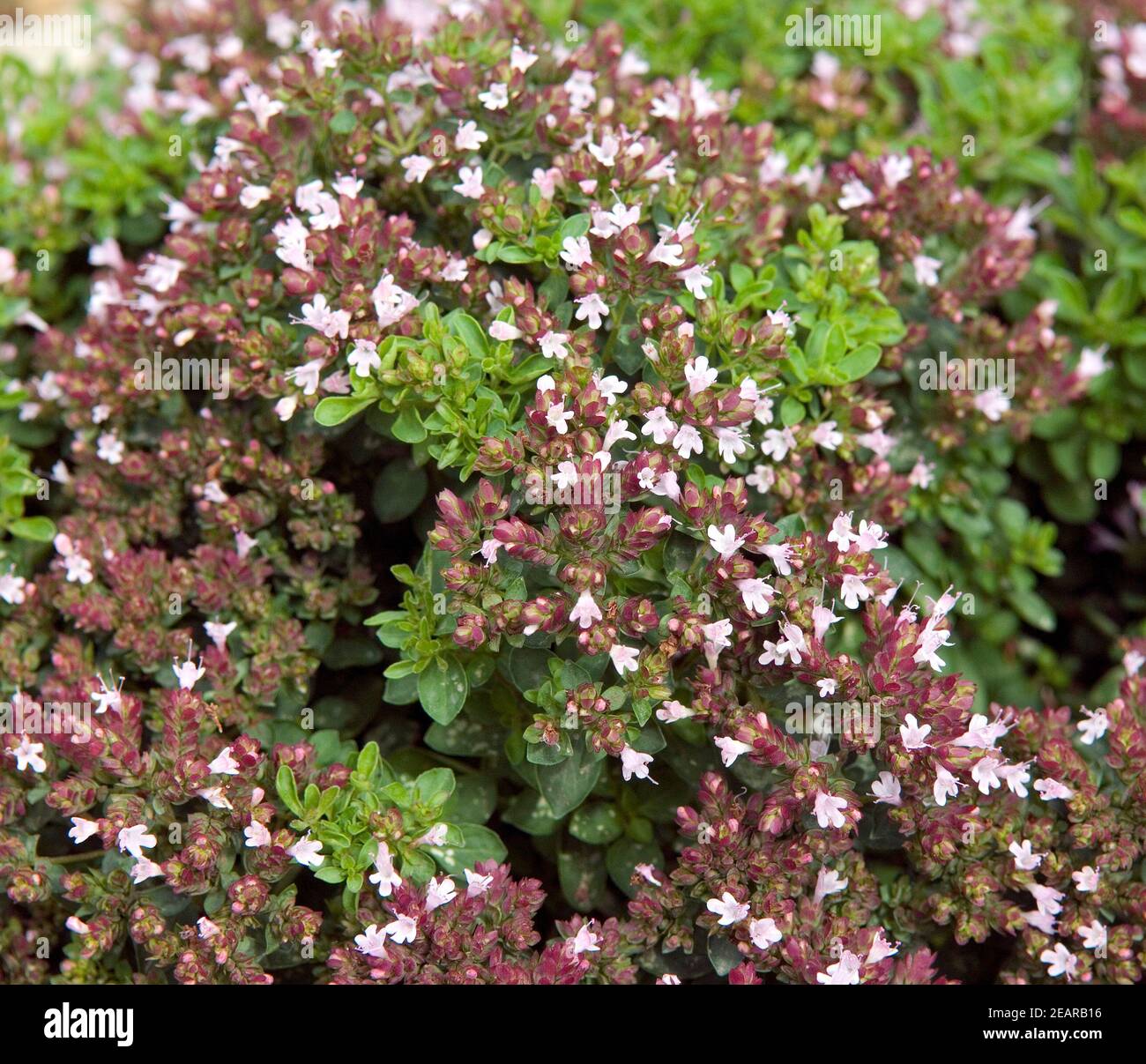 Griechischer Bergorigano; Origanum heracleoticum Stockfoto