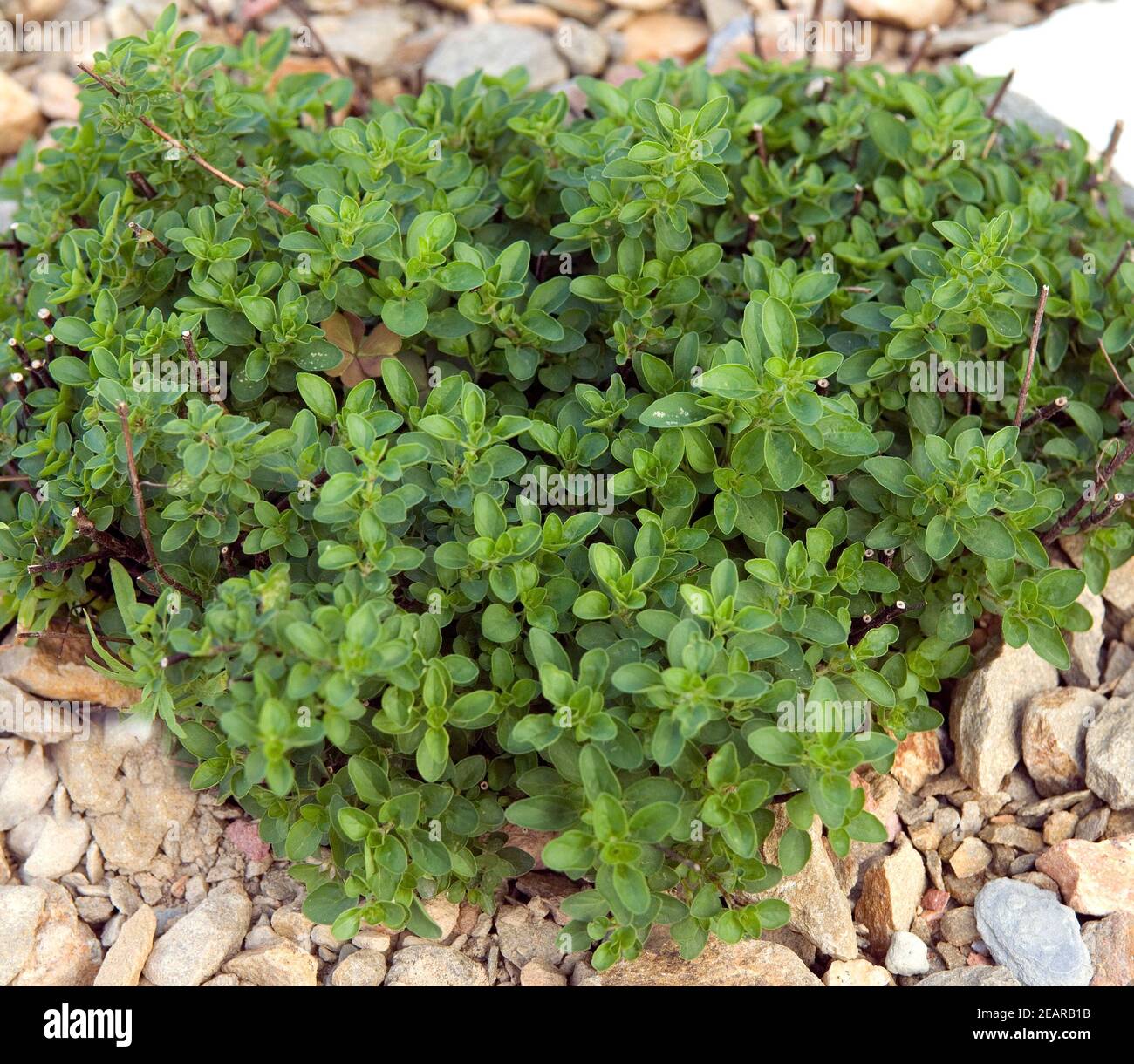 Griechischer Bergorigano; Origanum heracleoticum Stockfoto