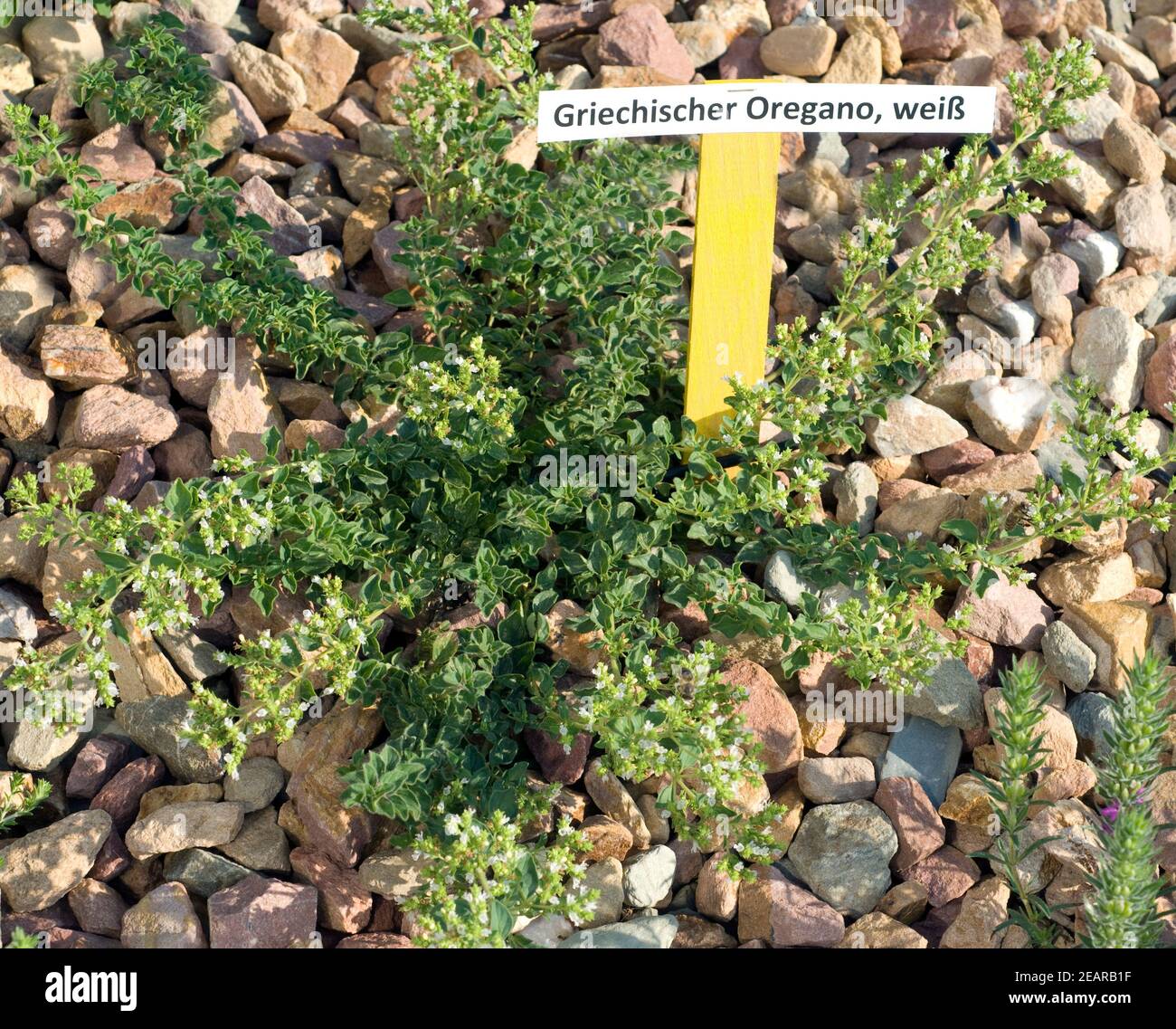 Griechischer Oregano, Origanum heracleoticum Stockfoto