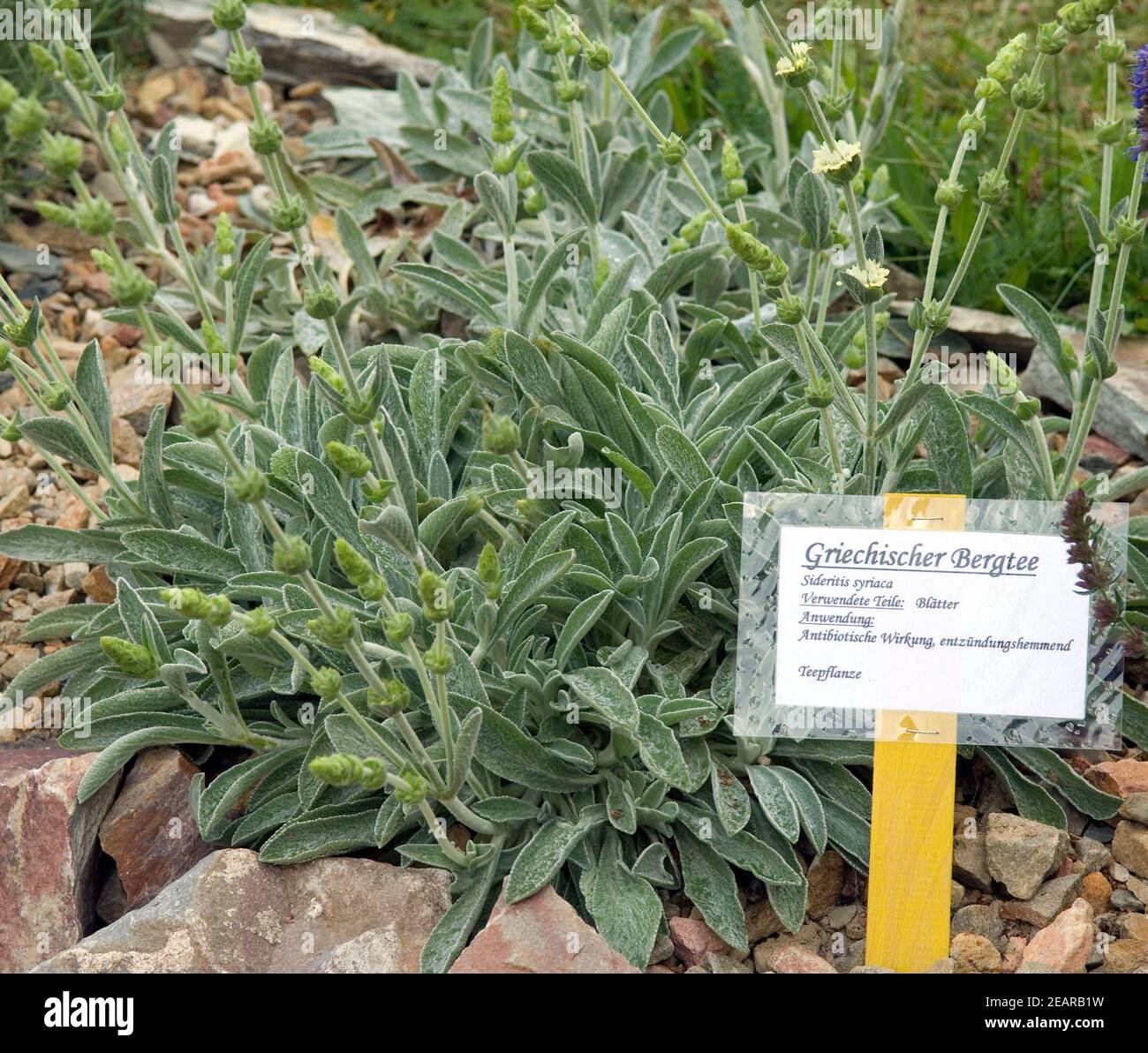 Griechischer Bergtee; Sideritis syriaca Stockfoto