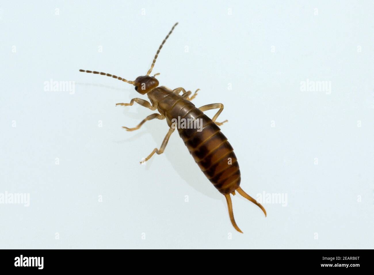 Ohrenkneifer Ohrwürmer Dermaptera Stockfoto