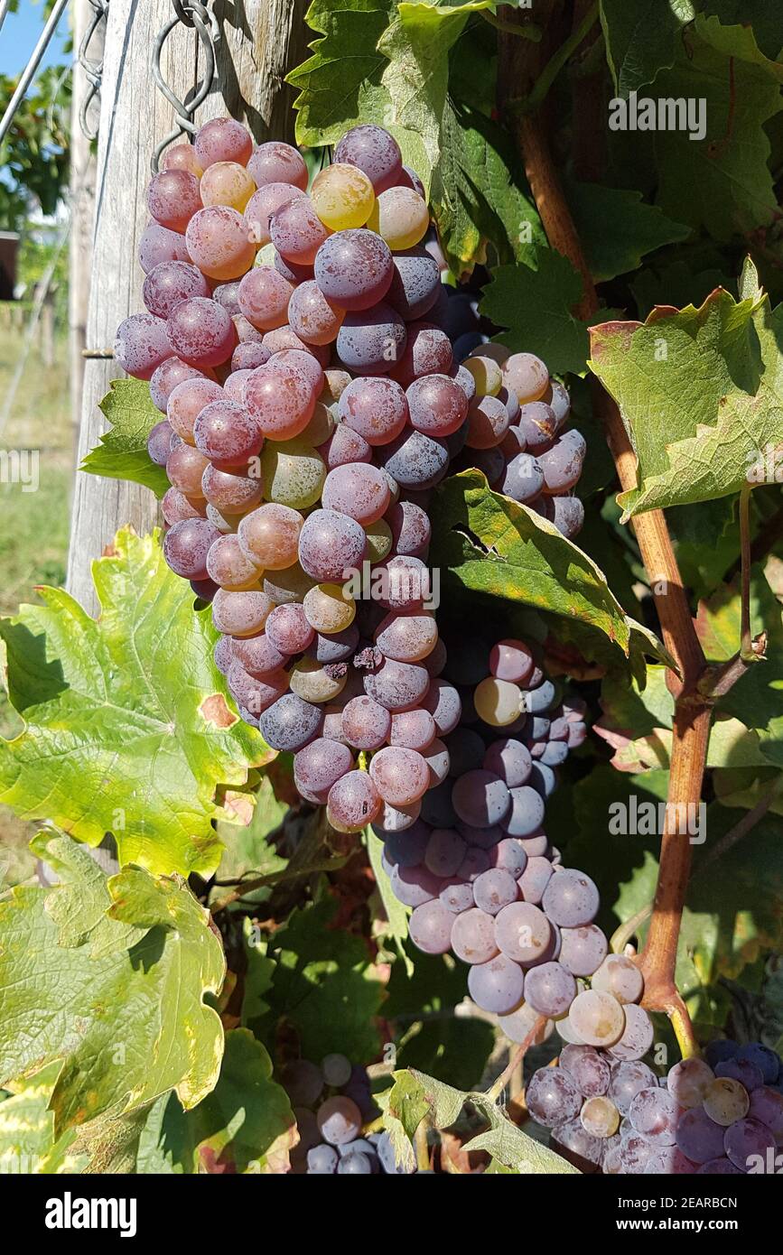 Grauburgunder, Pinot, Gris, grigio, Rulaender, Weißwein Stockfoto