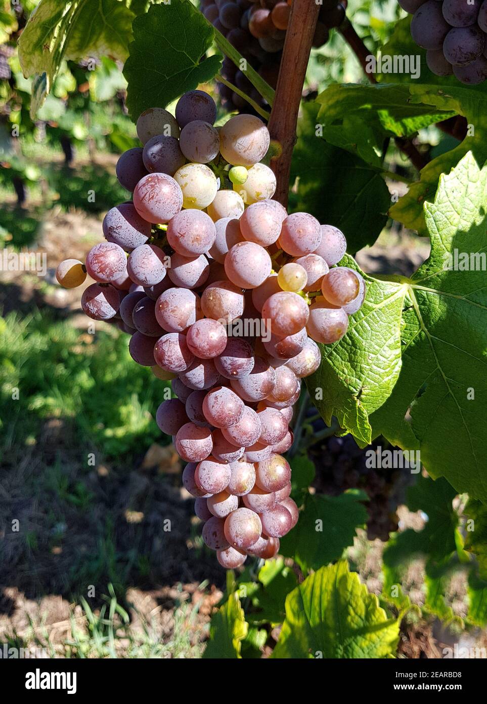 Grauburgunder Grauburgunder Grauburgunder grigio Rulaender Weißwein Weintraube Weiss-Wein Beeren Beerenobst Frucht Heilpflanze Nutzpflanze Kulturpflanze Weinbere weinbeeren Traube Vitis vinifera Pinot Gris Pinot Gris grigio Weißwein Trauben berr Stockfoto