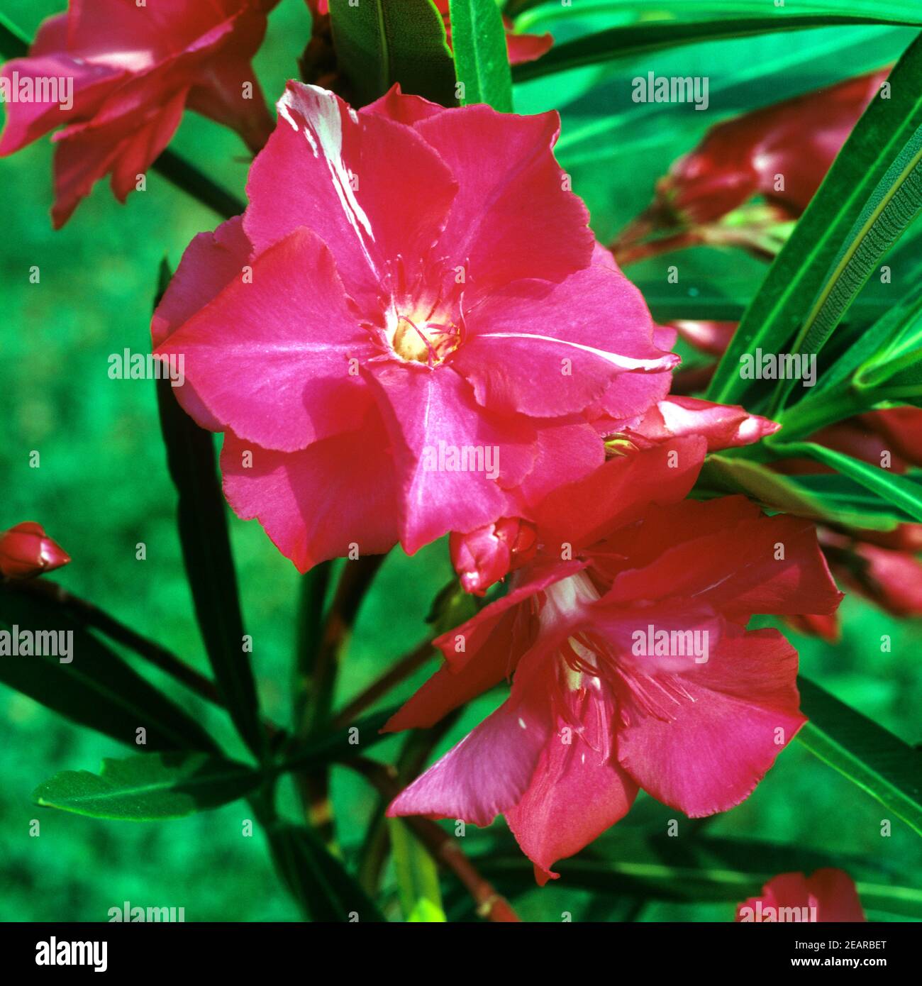 Oleander Nerium Oleander Stockfoto