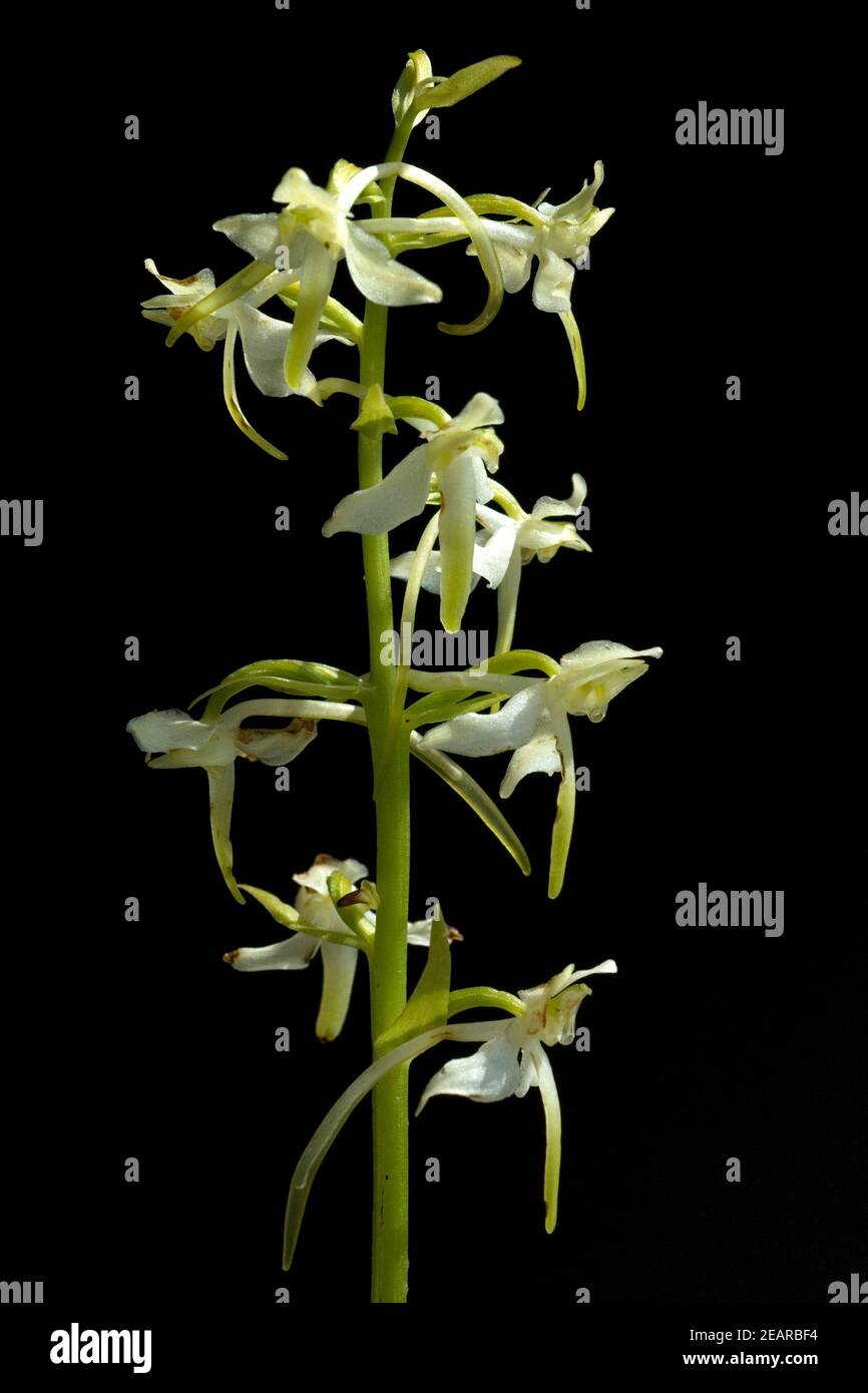 Großes Zweiblatt Listera ovata Stockfoto