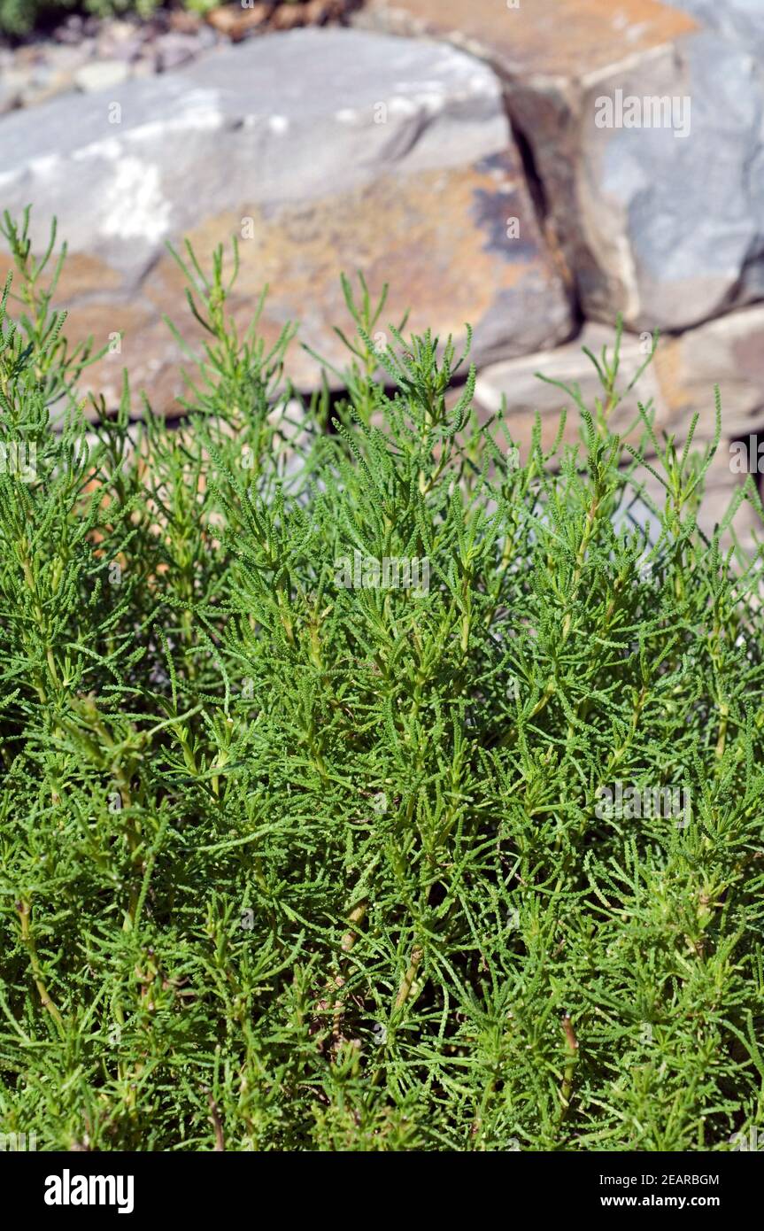 Olivenkraut Santolina viridis Stockfoto
