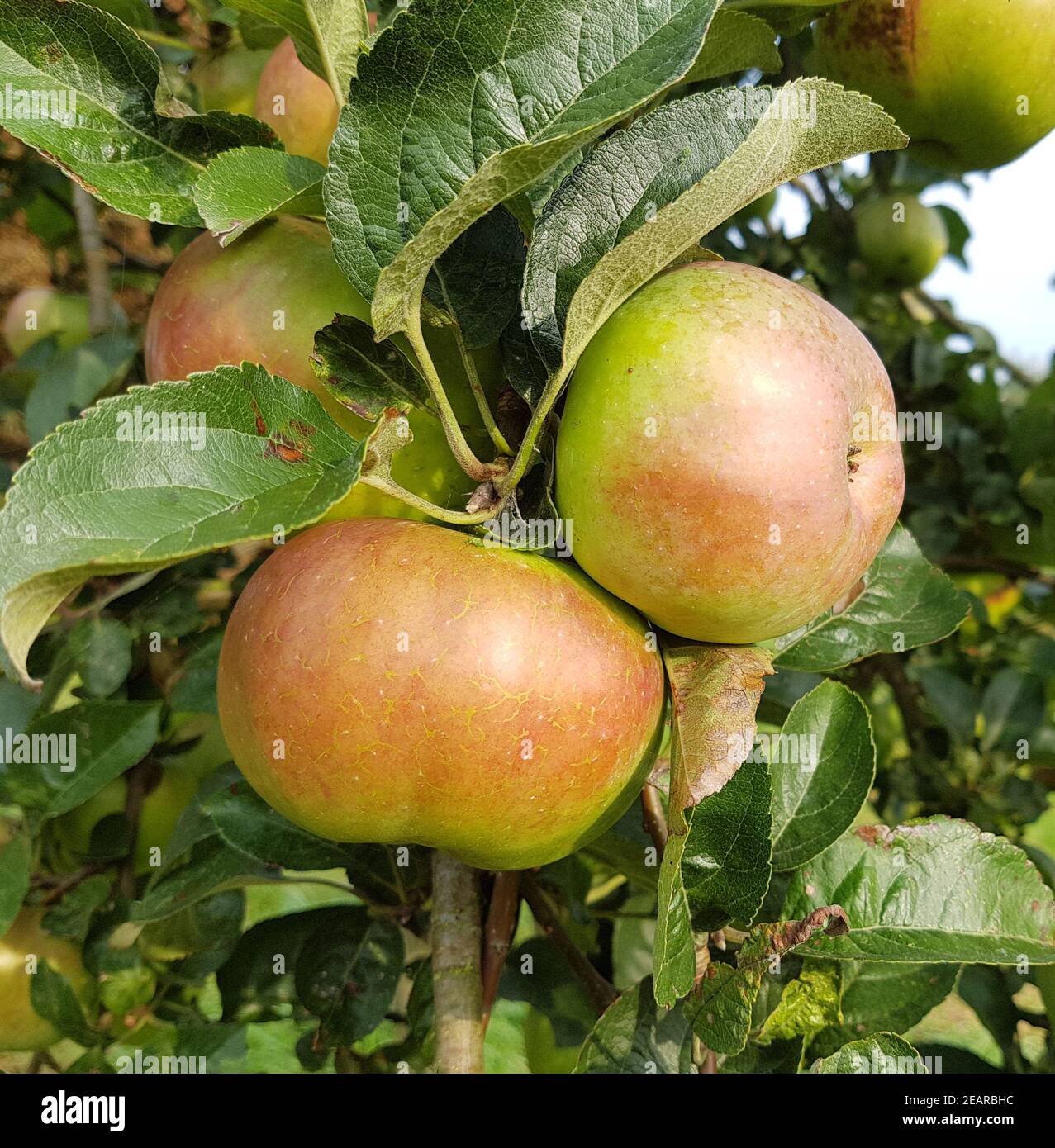 Ontario, Alte Apfelsorten, Apfel, Malus, domestica Stockfotografie Alamy
