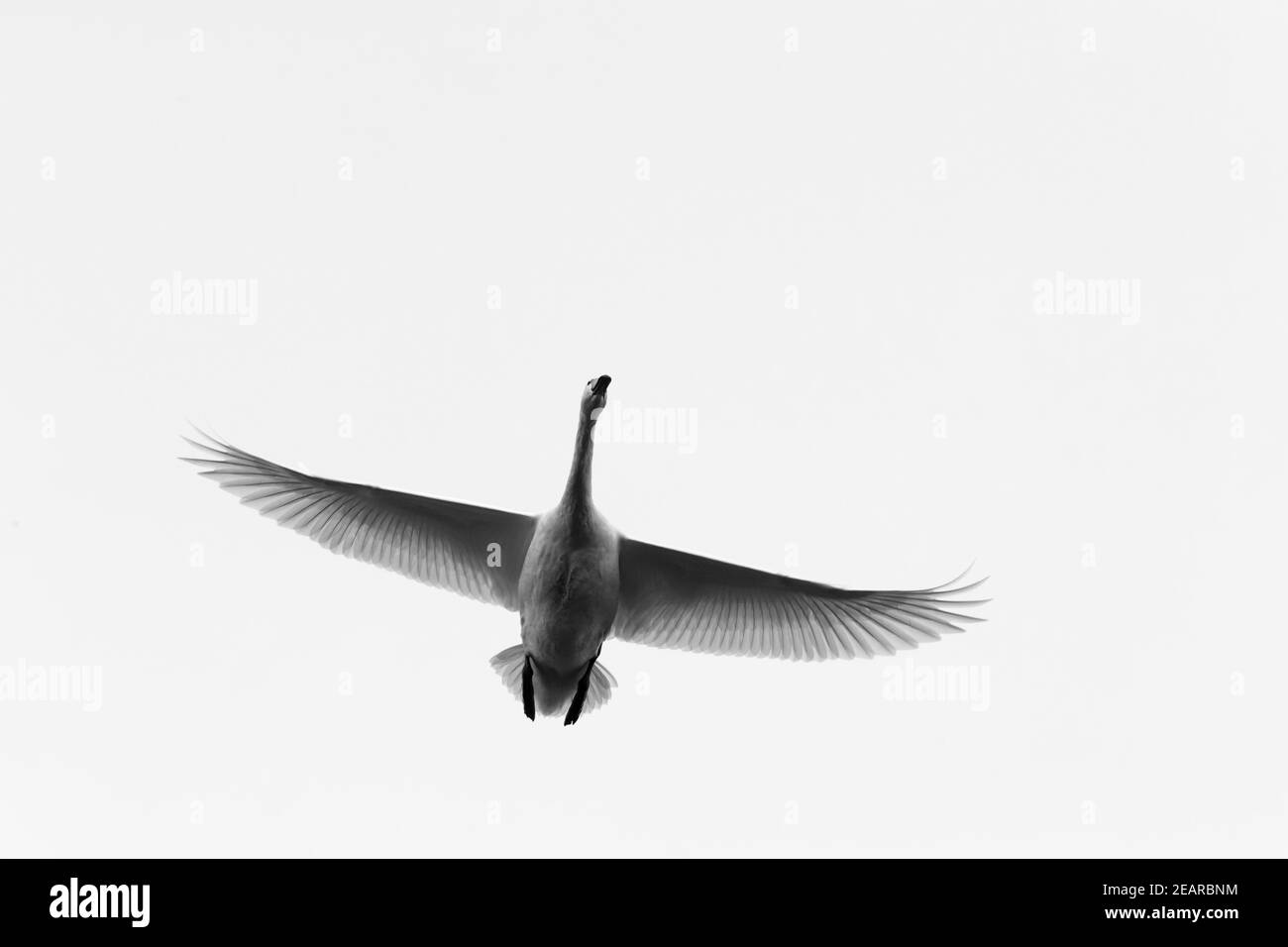 Singschwan (Cygnus cygnus) im Flug, Caerlaverock WWT, Dumfries & Galloway, Schottland, Großbritannien Stockfoto