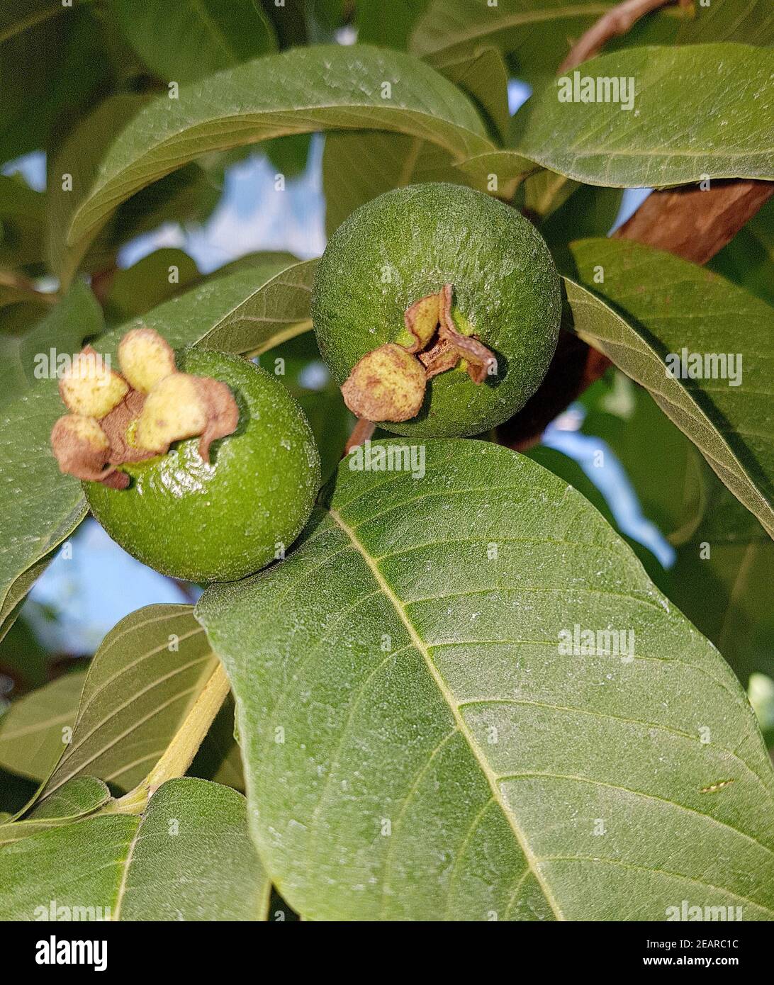 Guave, echte, Psidium, guajava Stockfoto