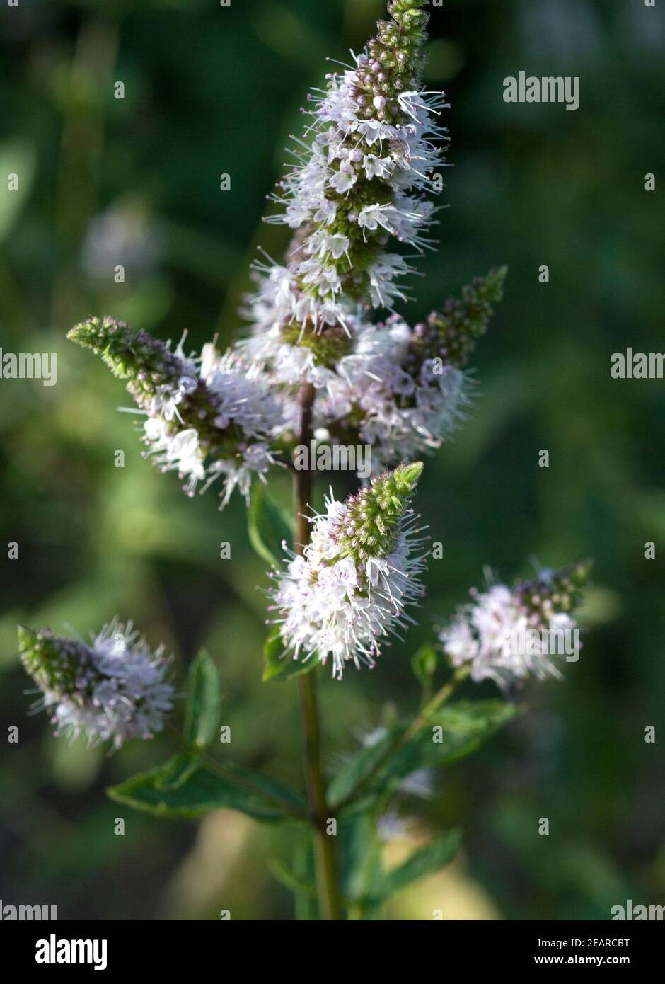 Orangenminze Stockfoto