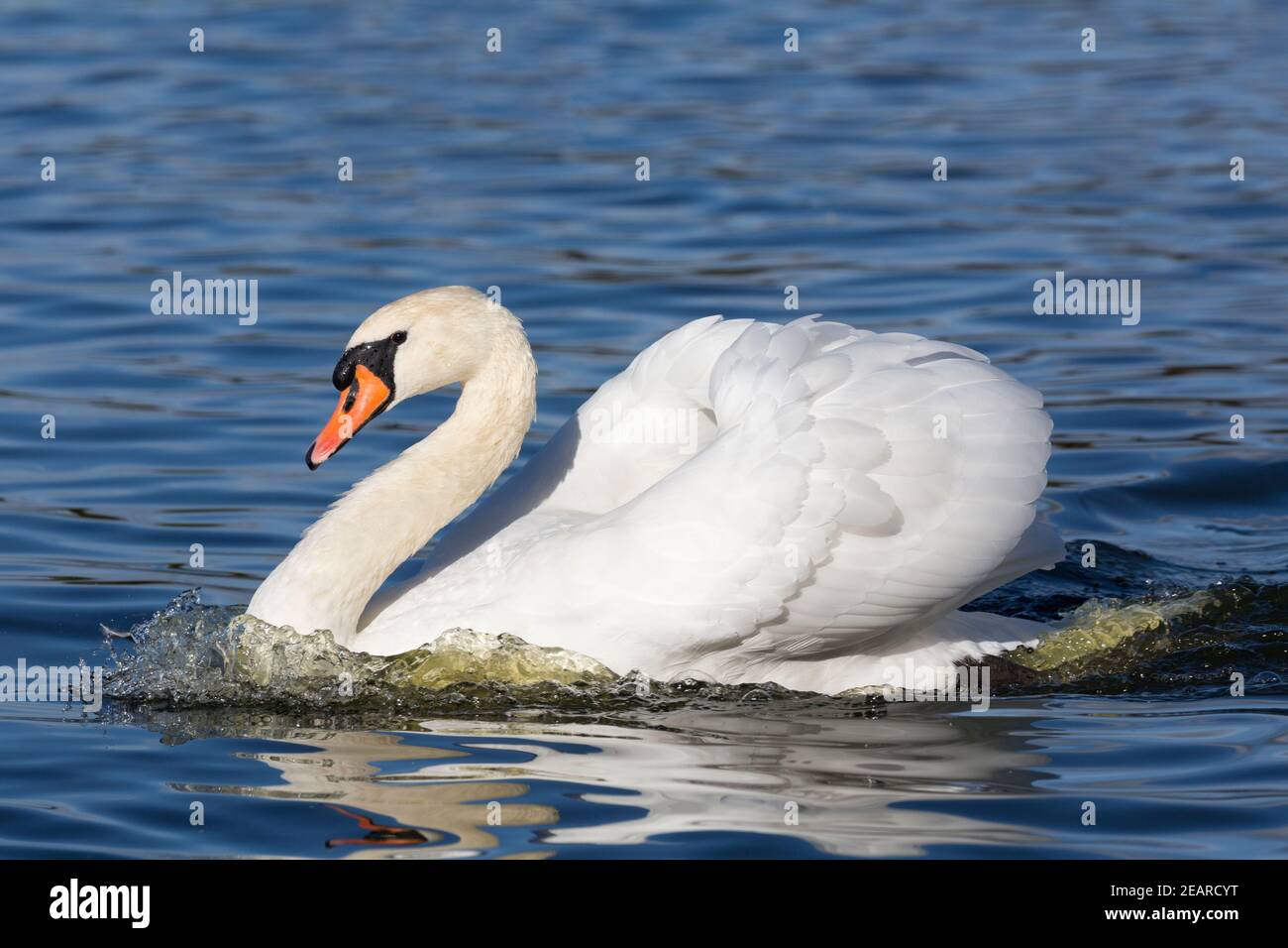 Mute Swan (Cygnus olor), Großbritannien Stockfoto