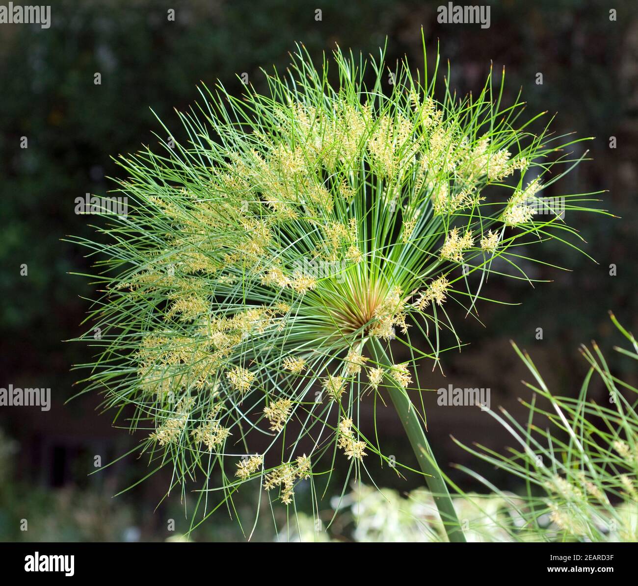 Papyrus, Cyperus, Papyrus Stockfoto