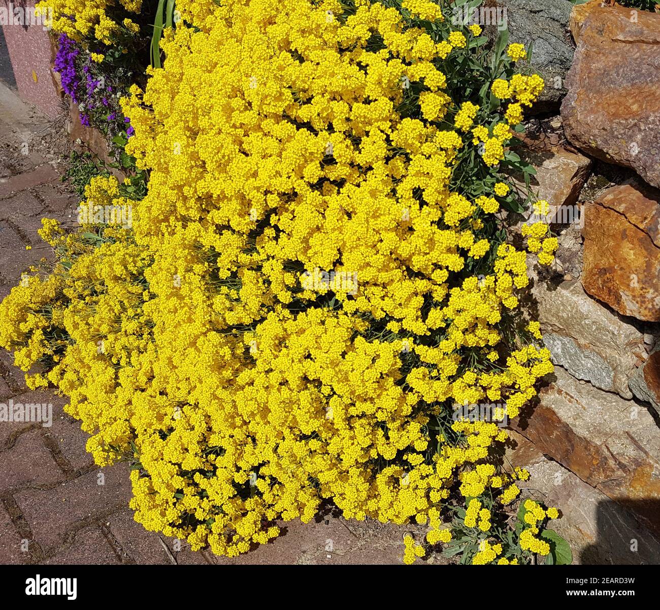 Steinkraut Goldener Alyssum-Saxatile Stockfoto